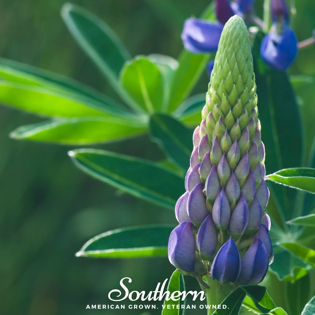 Perennial Lupine – 50 Seeds Southern Seeds