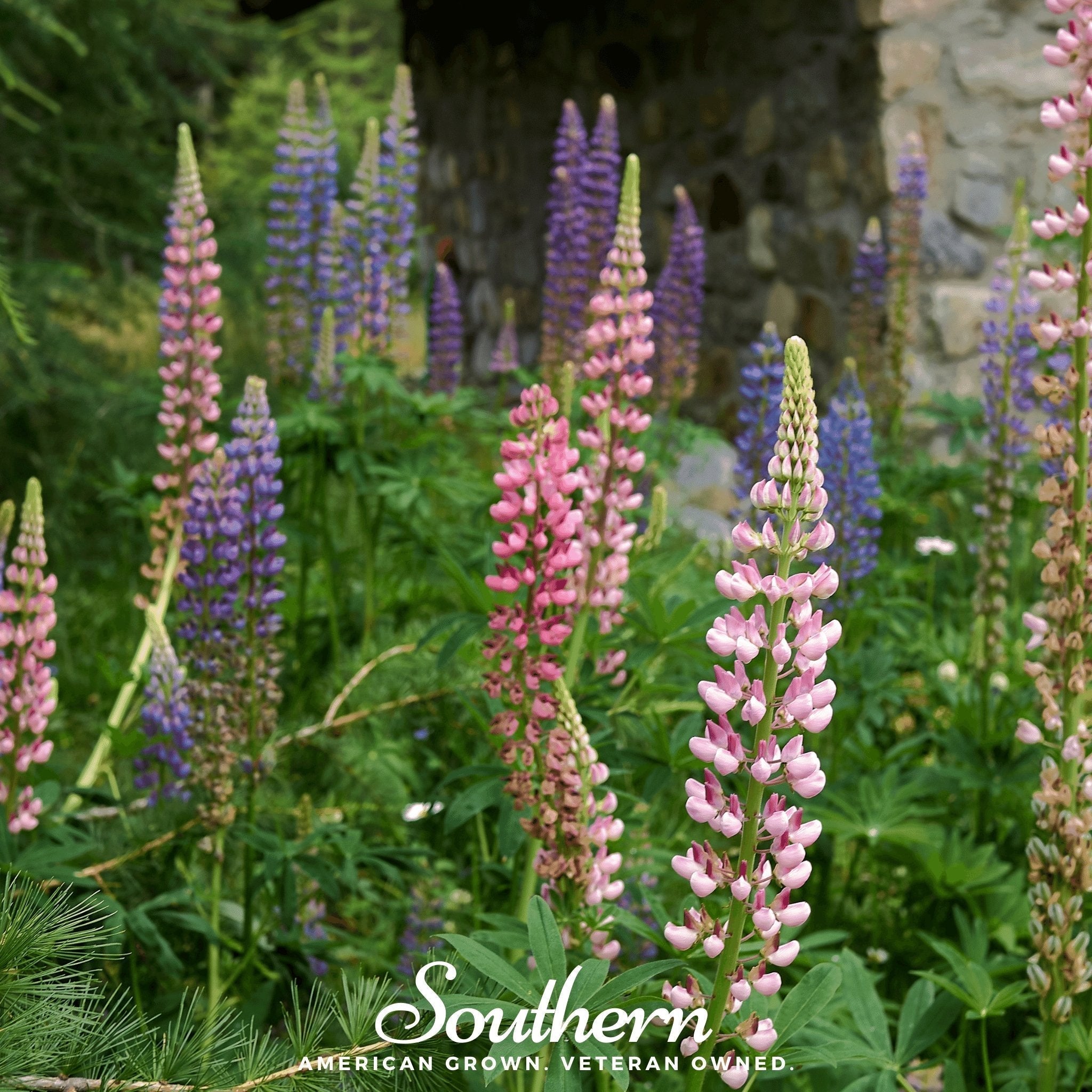 Russell Lupine – 50 Seeds Southern Seeds