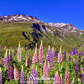 Russell Lupine – 50 Seeds Southern Seeds