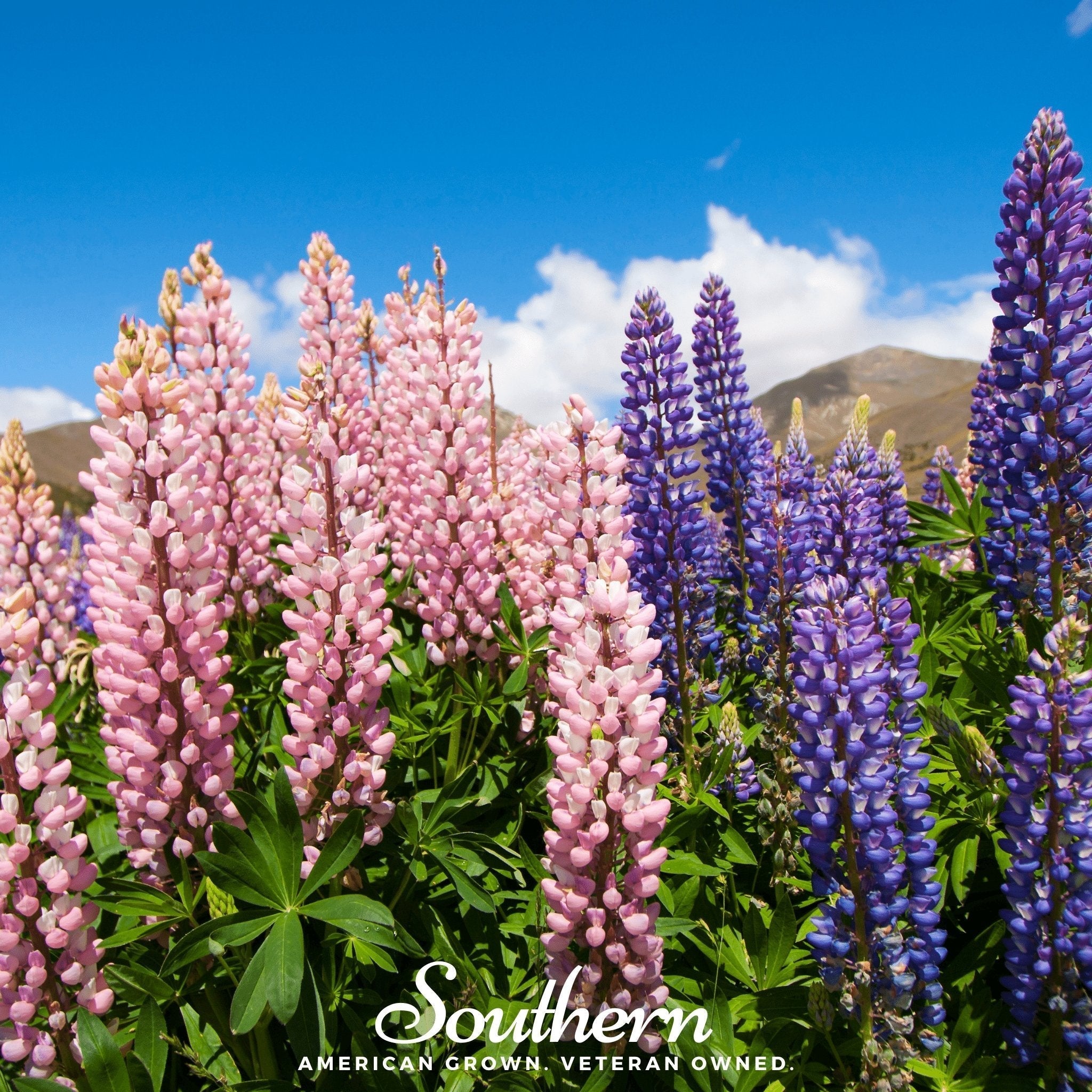 Russell Lupine – 50 Seeds Southern Seeds