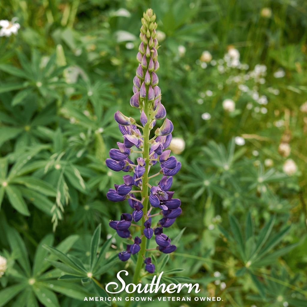 Russell Lupine – 50 Seeds Southern Seeds