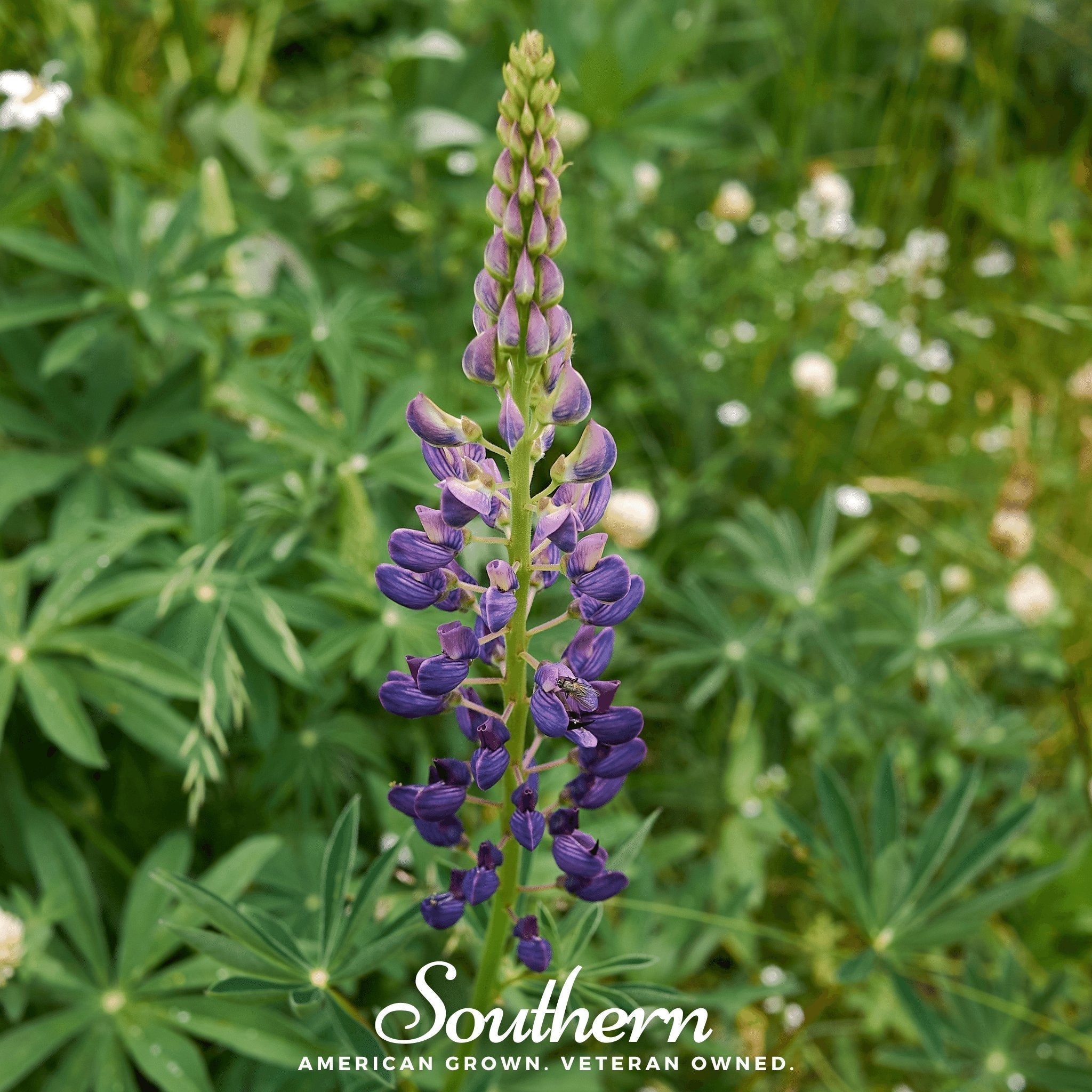 Russell Lupine – 50 Seeds Southern Seeds