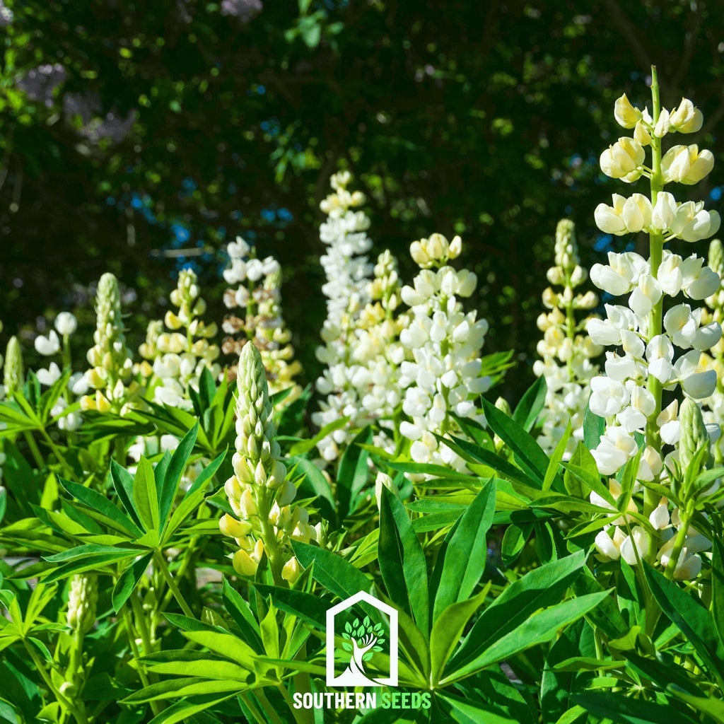 Noble Maiden Lupine Russell – 50 Seeds Southern Seeds