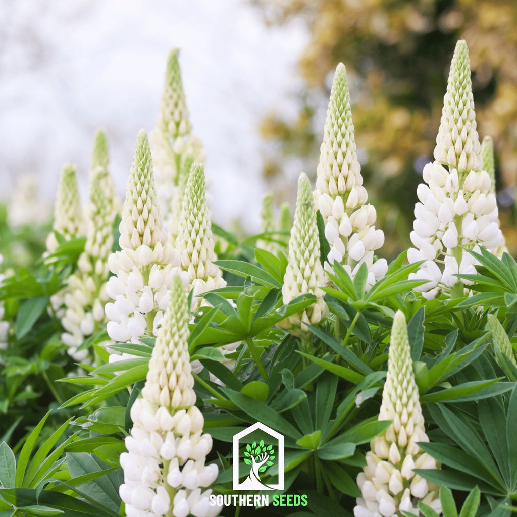 Noble Maiden Lupine Russell – 50 Seeds Southern Seeds