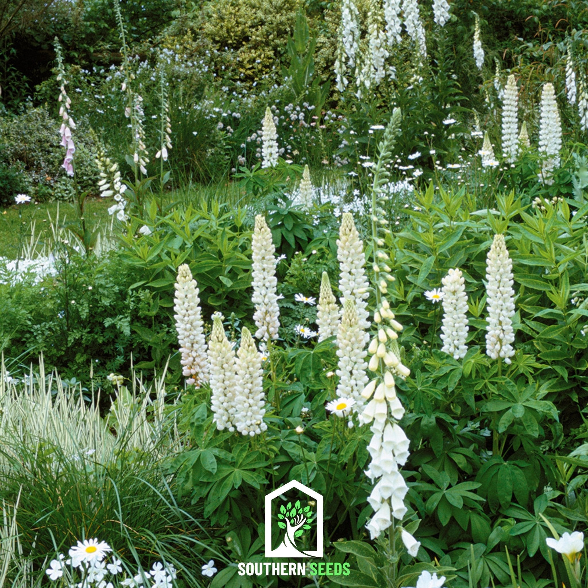 Noble Maiden Lupine Russell – 50 Seeds Southern Seeds