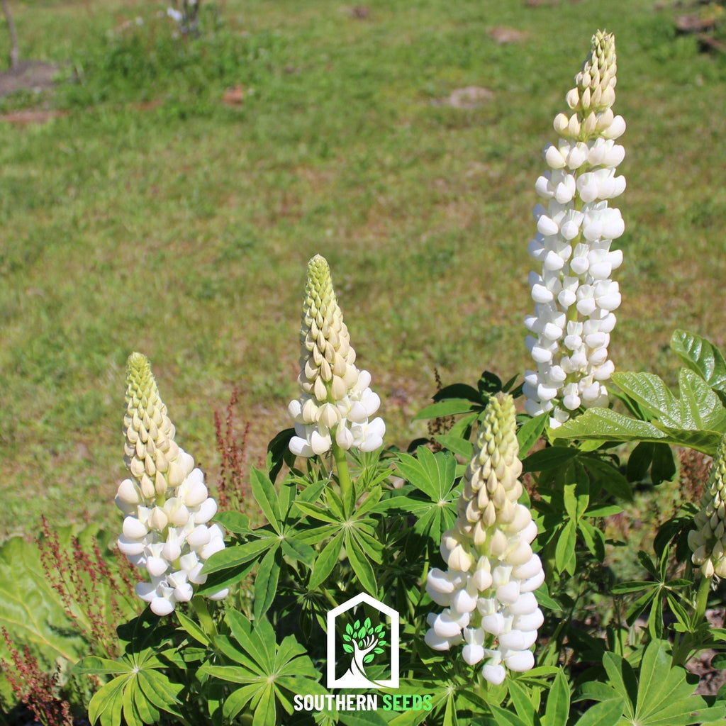 Noble Maiden Lupine Russell – 50 Seeds Southern Seeds