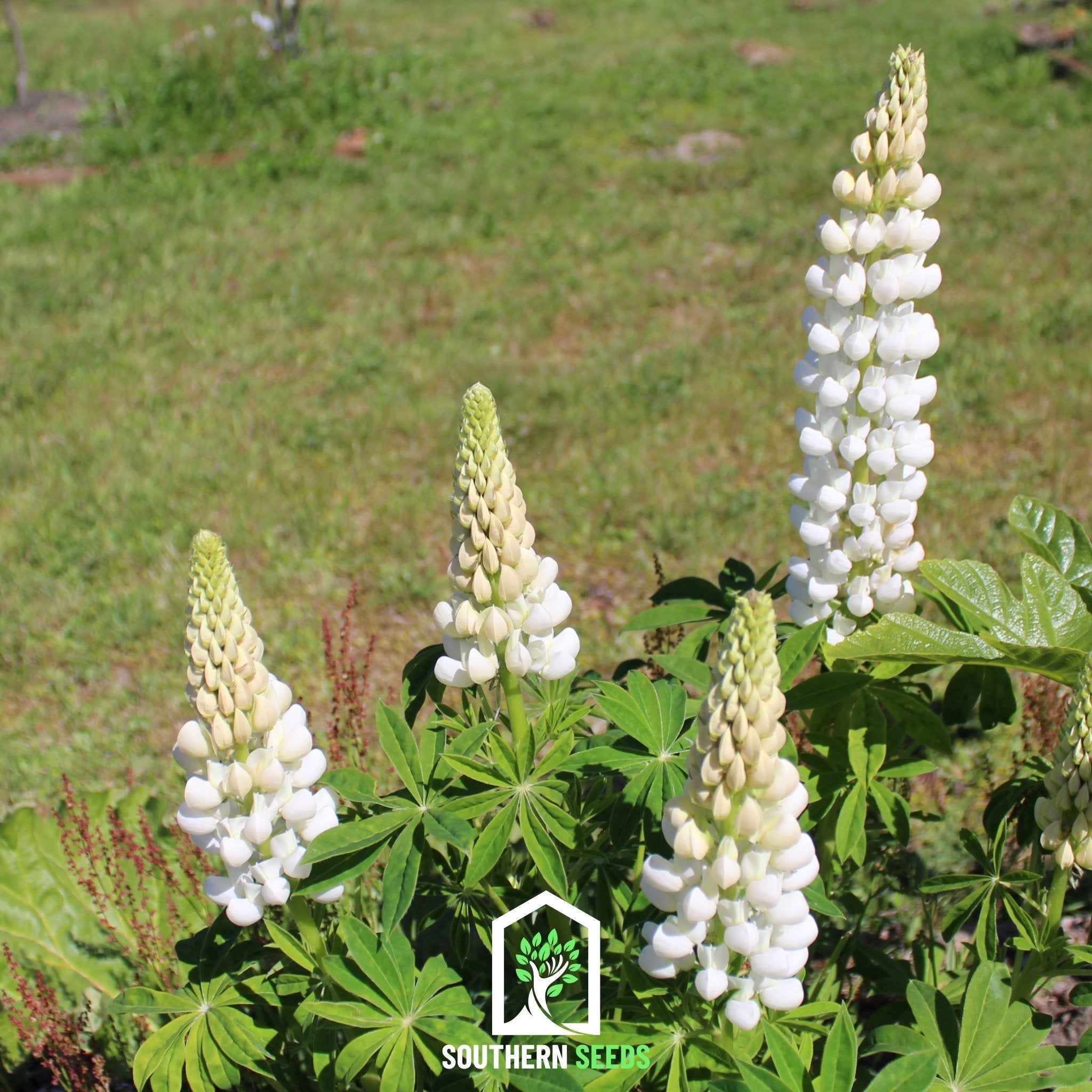 Noble Maiden Lupine Russell – 50 Seeds Southern Seeds