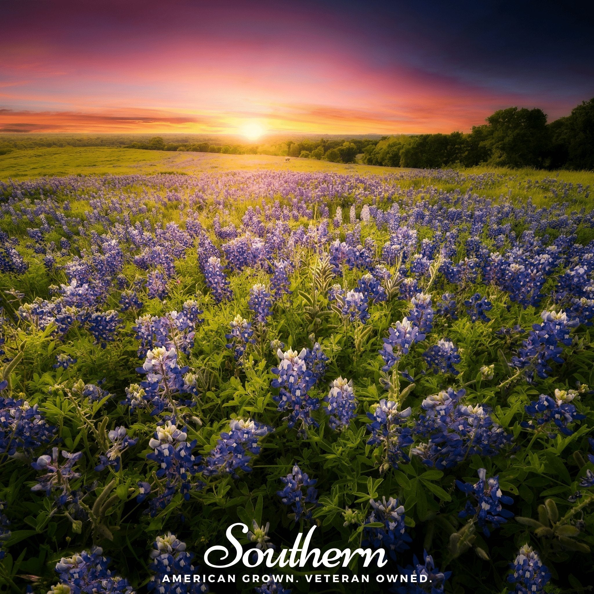 Texas Bluebonnet Lupine – 50 Seeds Southern Seeds