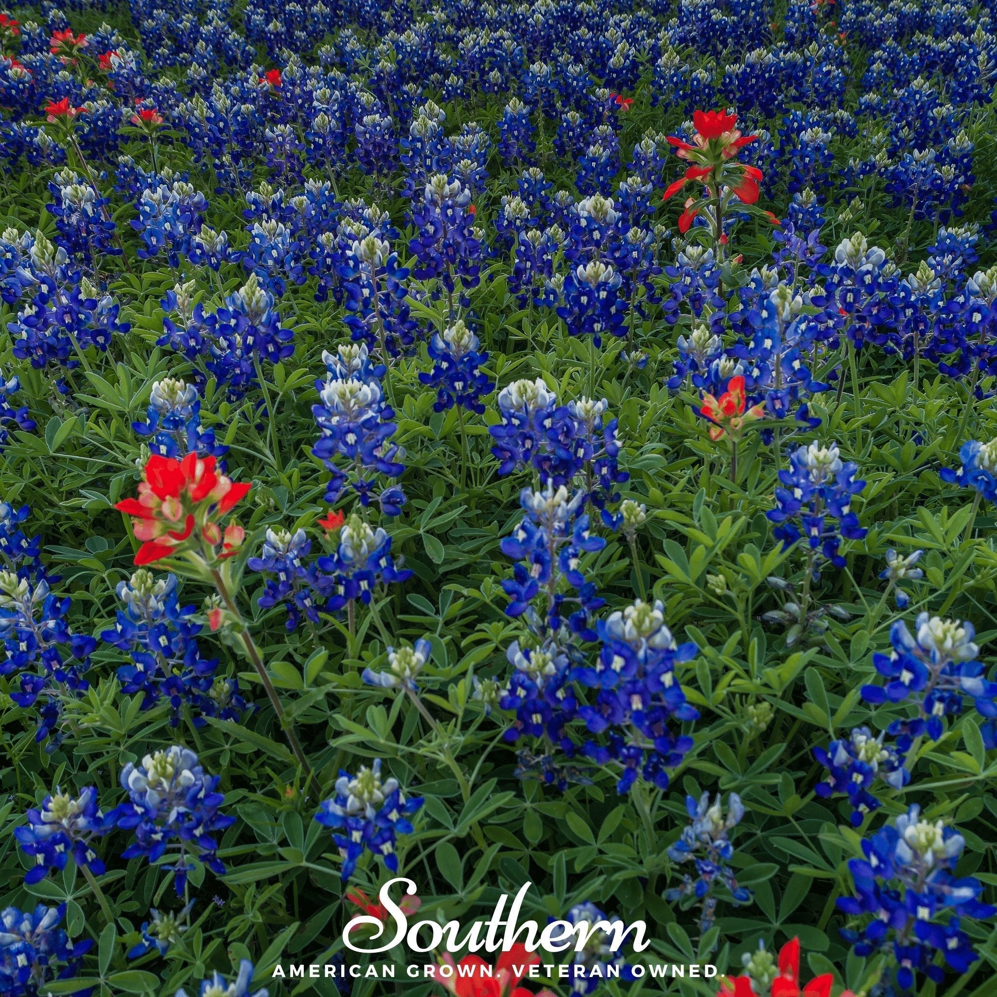 Texas Bluebonnet Lupine – 50 Seeds Southern Seeds