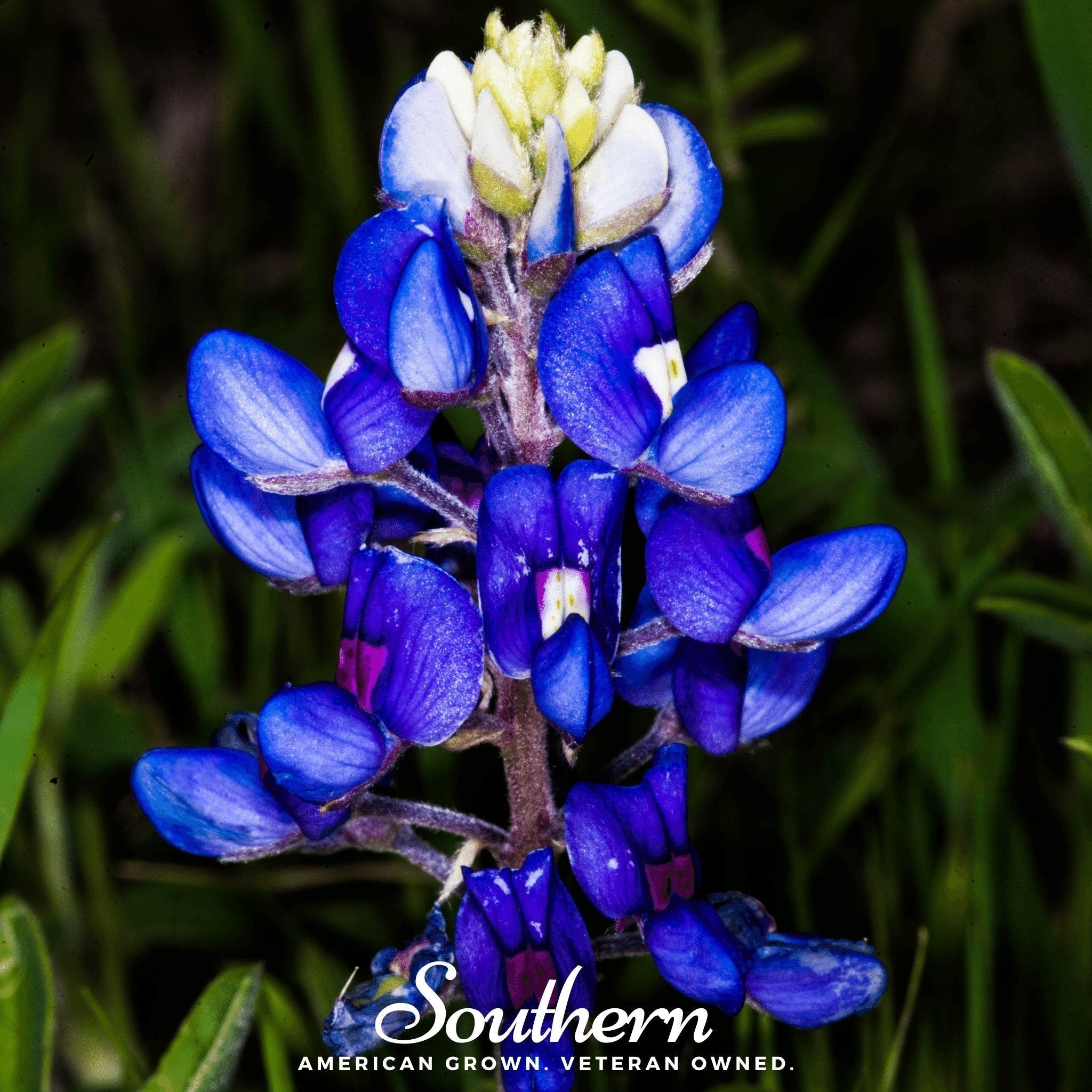 Texas Bluebonnet Lupine – 50 Seeds Southern Seeds