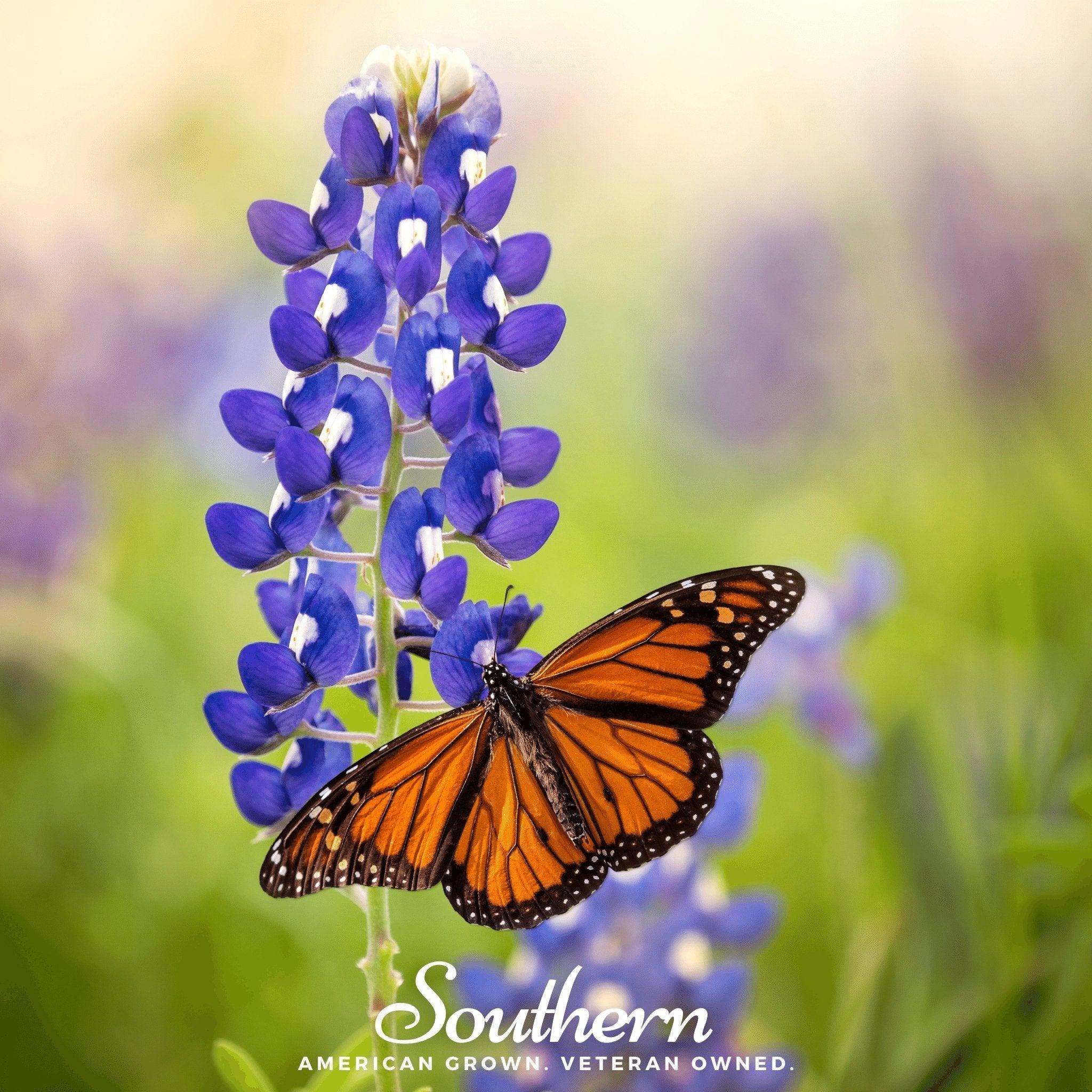 Texas Bluebonnet Lupine – 50 Seeds Southern Seeds