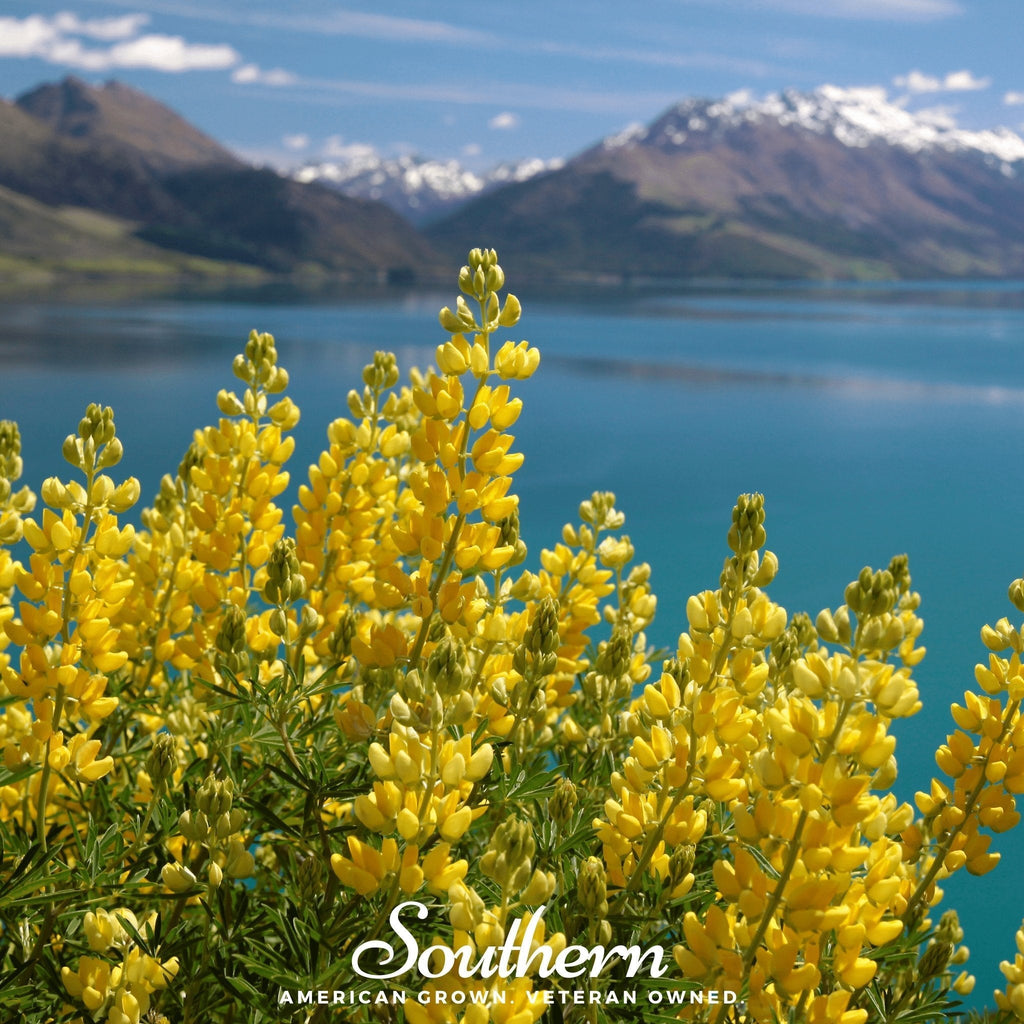 Yellow Lupine – 50 Seeds Southern Seeds