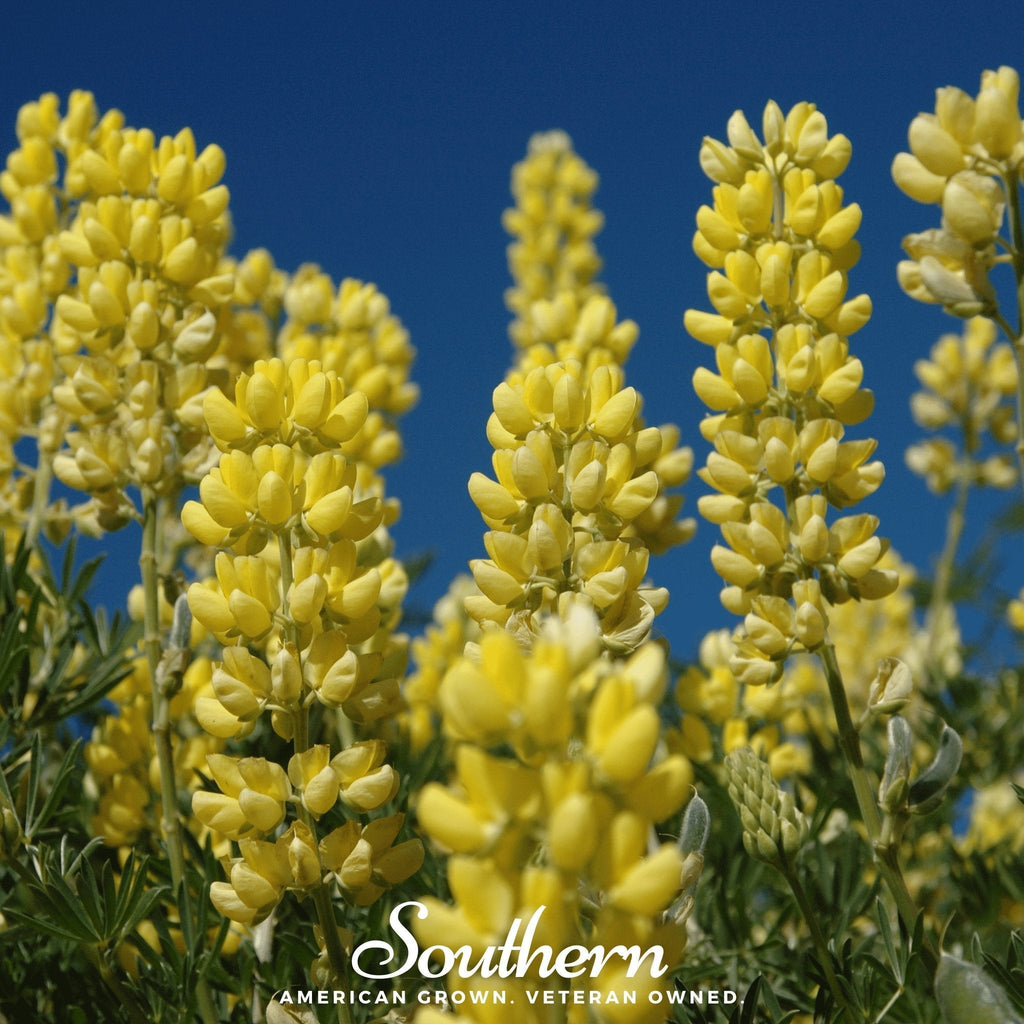 Yellow Lupine – 50 Seeds Southern Seeds