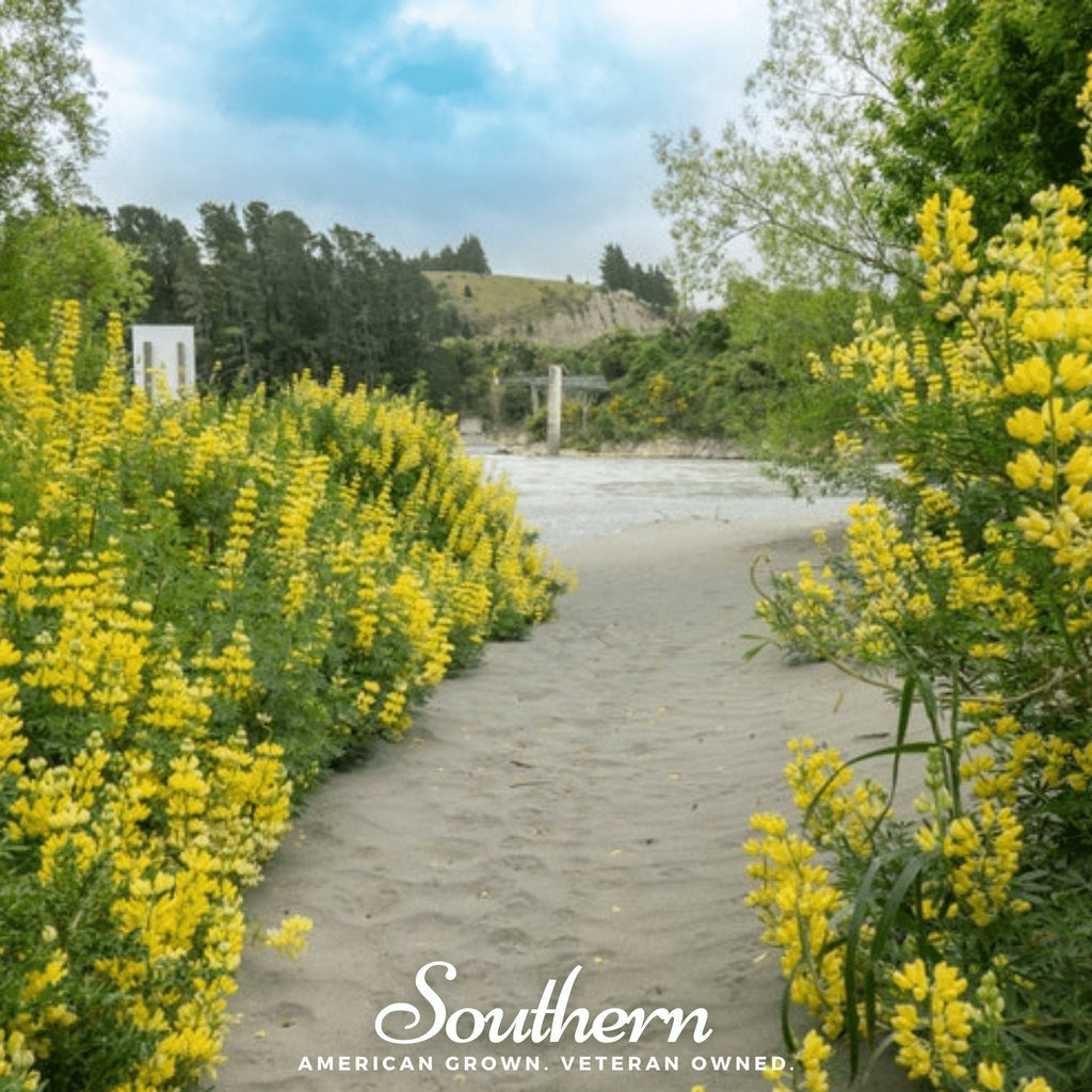 Yellow Lupine – 50 Seeds Southern Seeds