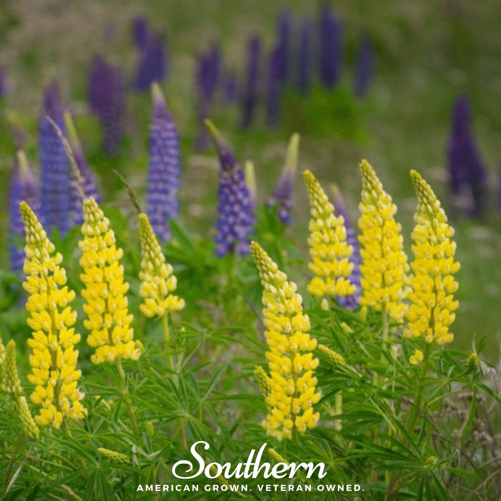 Yellow Lupine – 50 Seeds Southern Seeds