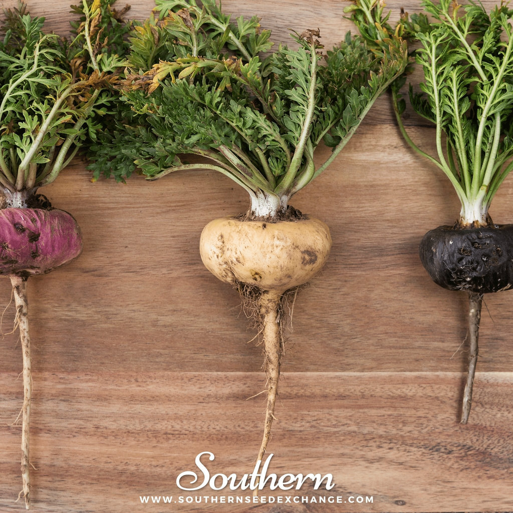 Maca – 25 Seeds Southern Seeds