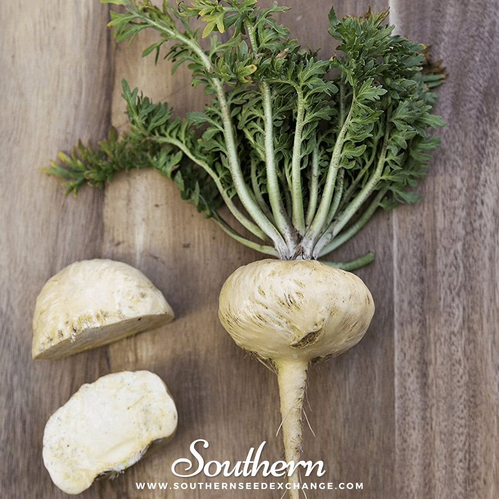 Maca – 25 Seeds Southern Seeds