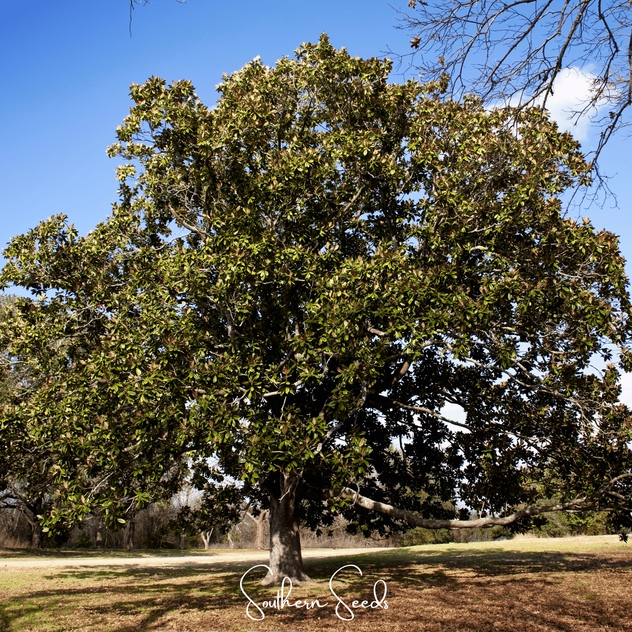 Southern Magnolia – 5 Seeds Southern Seeds