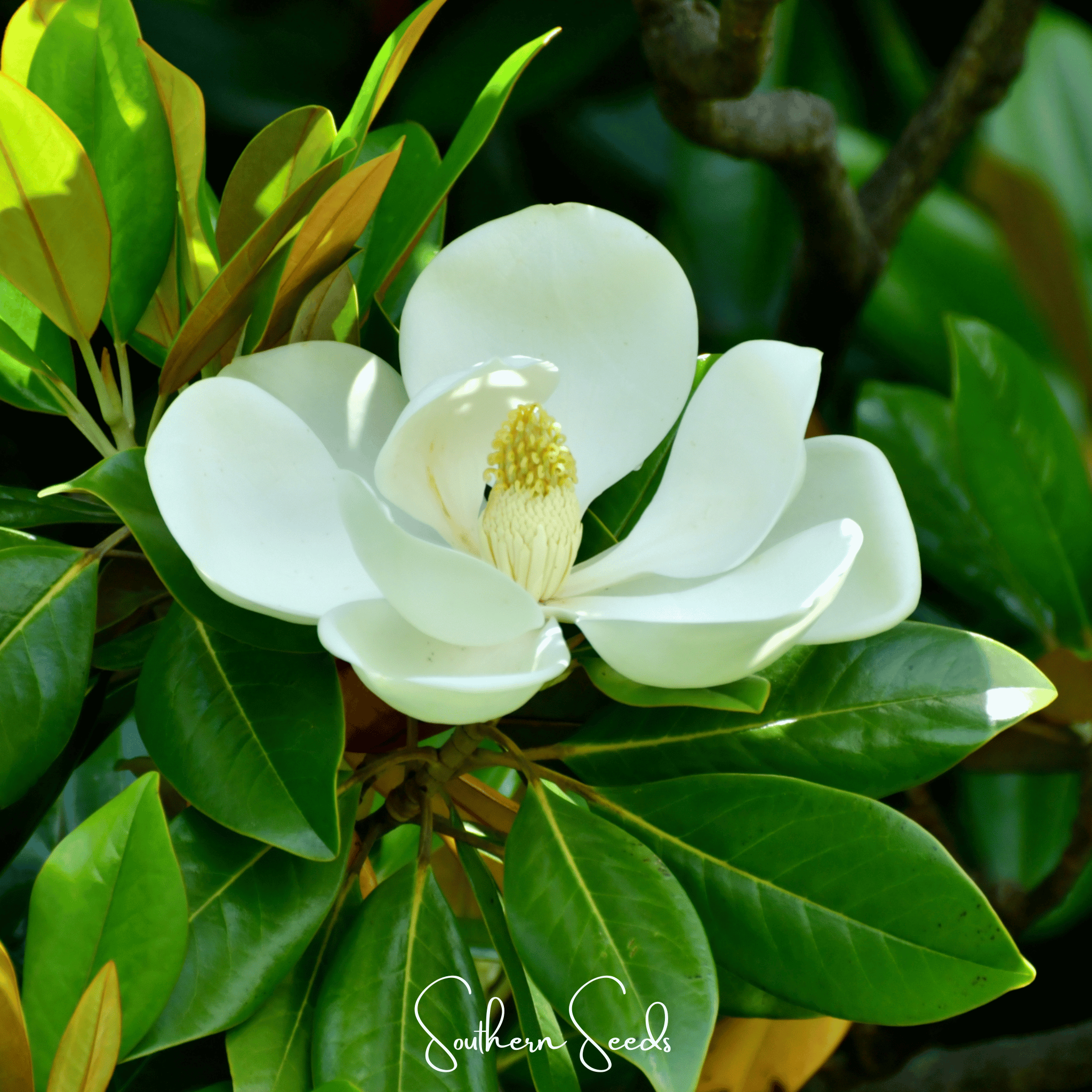 Southern Magnolia – 5 Seeds Southern Seeds