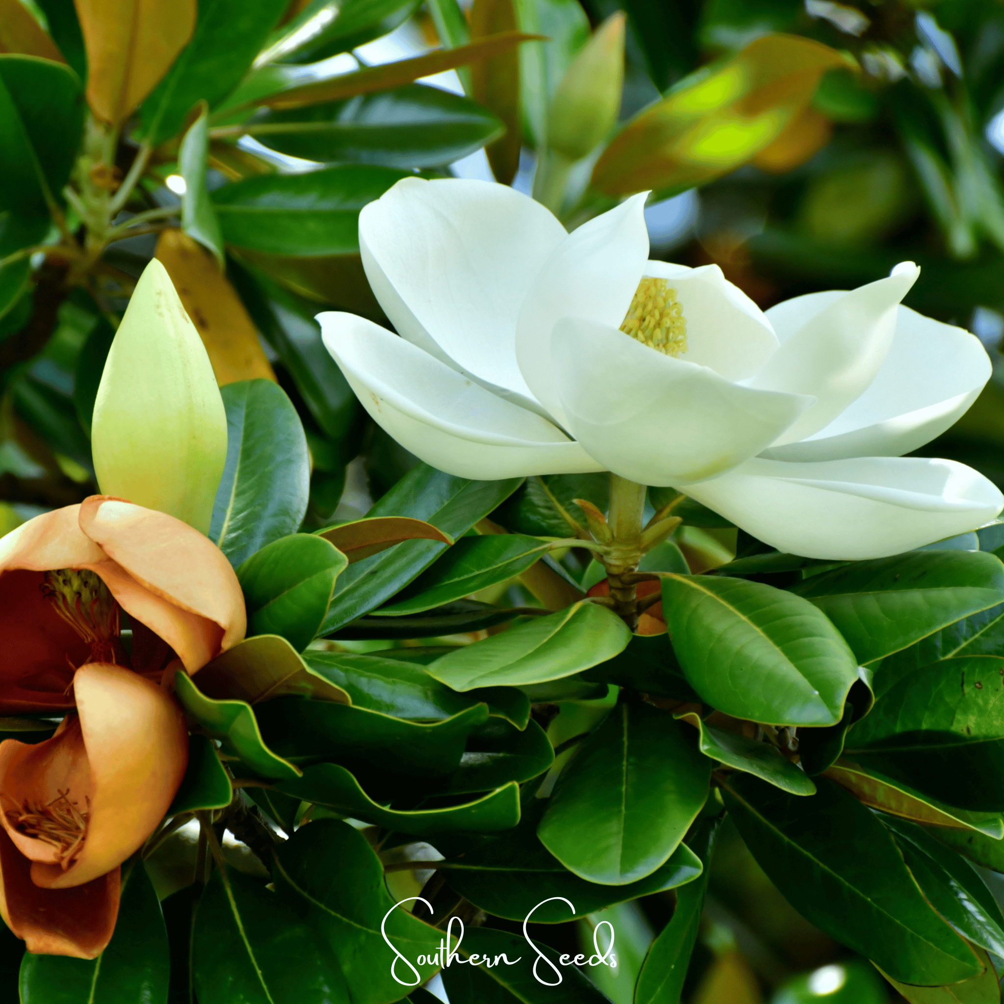 Southern Magnolia – 5 Seeds Southern Seeds