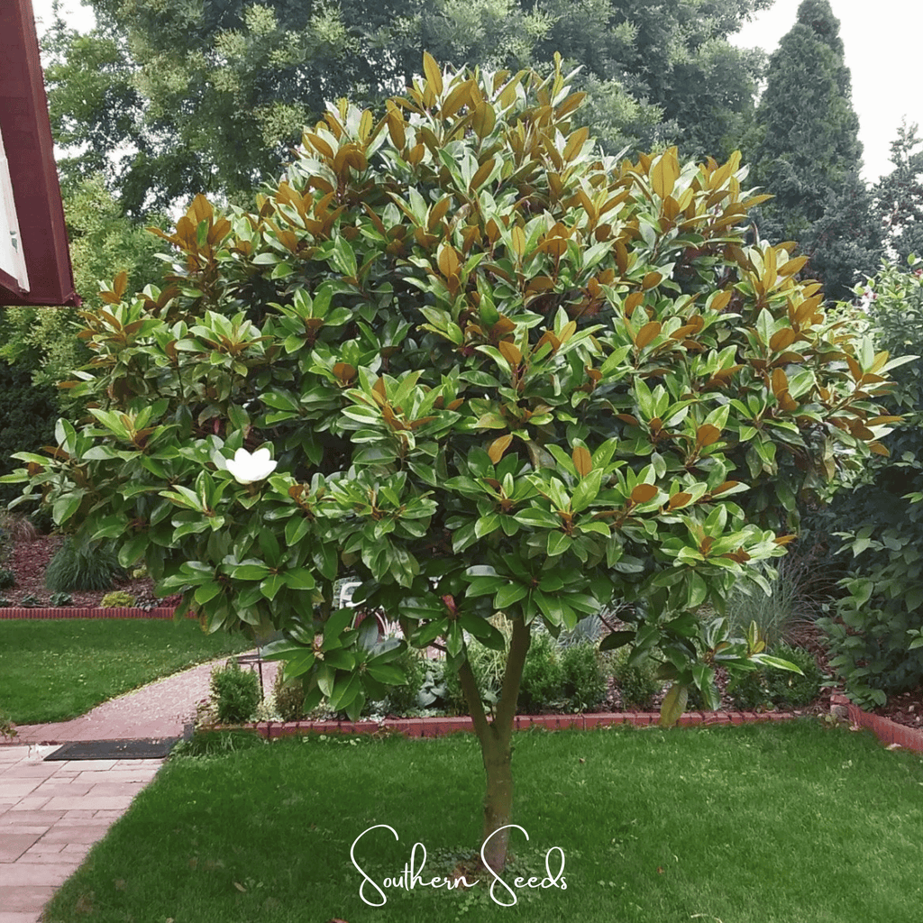 Southern Magnolia – 5 Seeds Southern Seeds