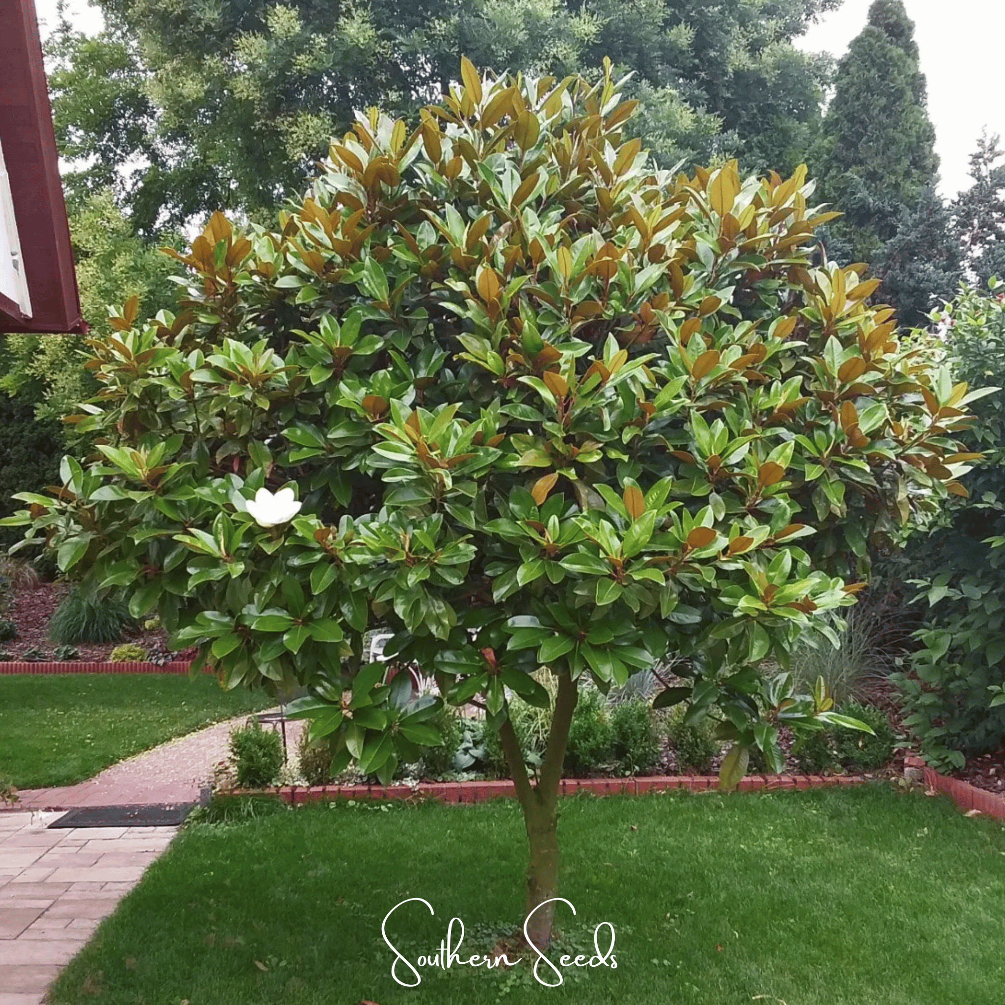 Southern Magnolia – 5 Seeds Southern Seeds