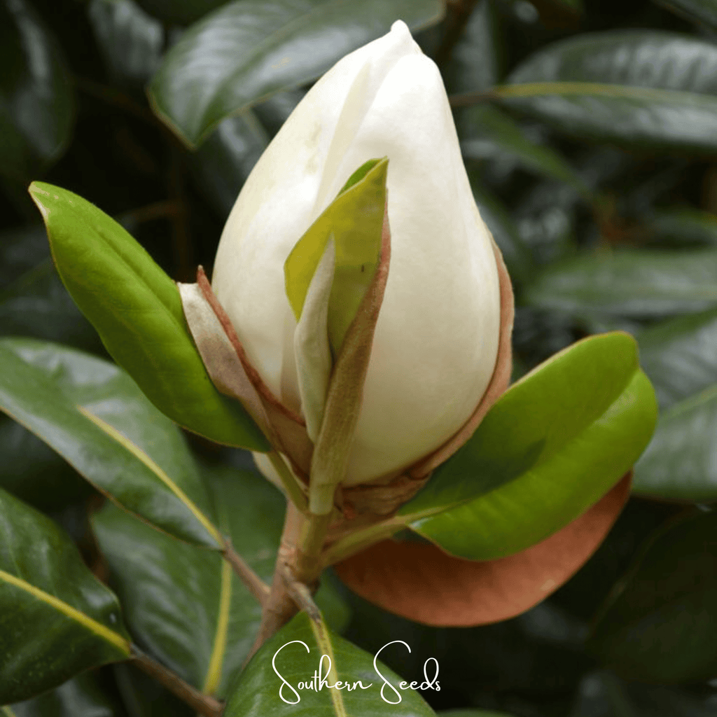 Southern Magnolia – 5 Seeds Southern Seeds