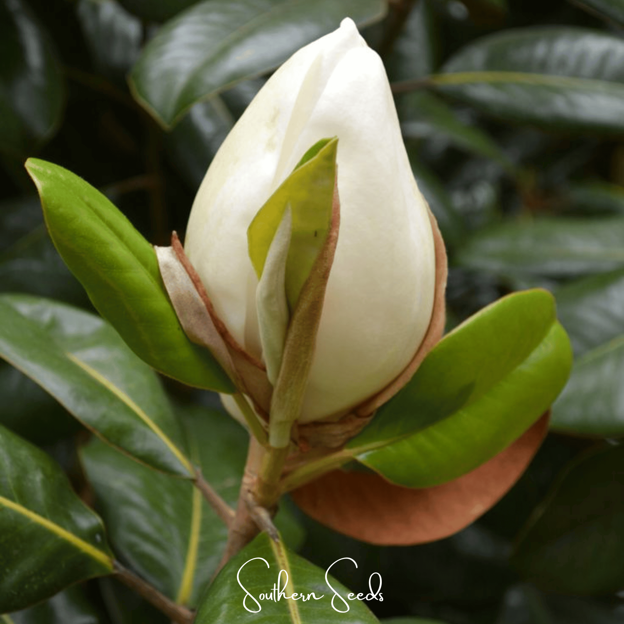 Southern Magnolia – 5 Seeds Southern Seeds