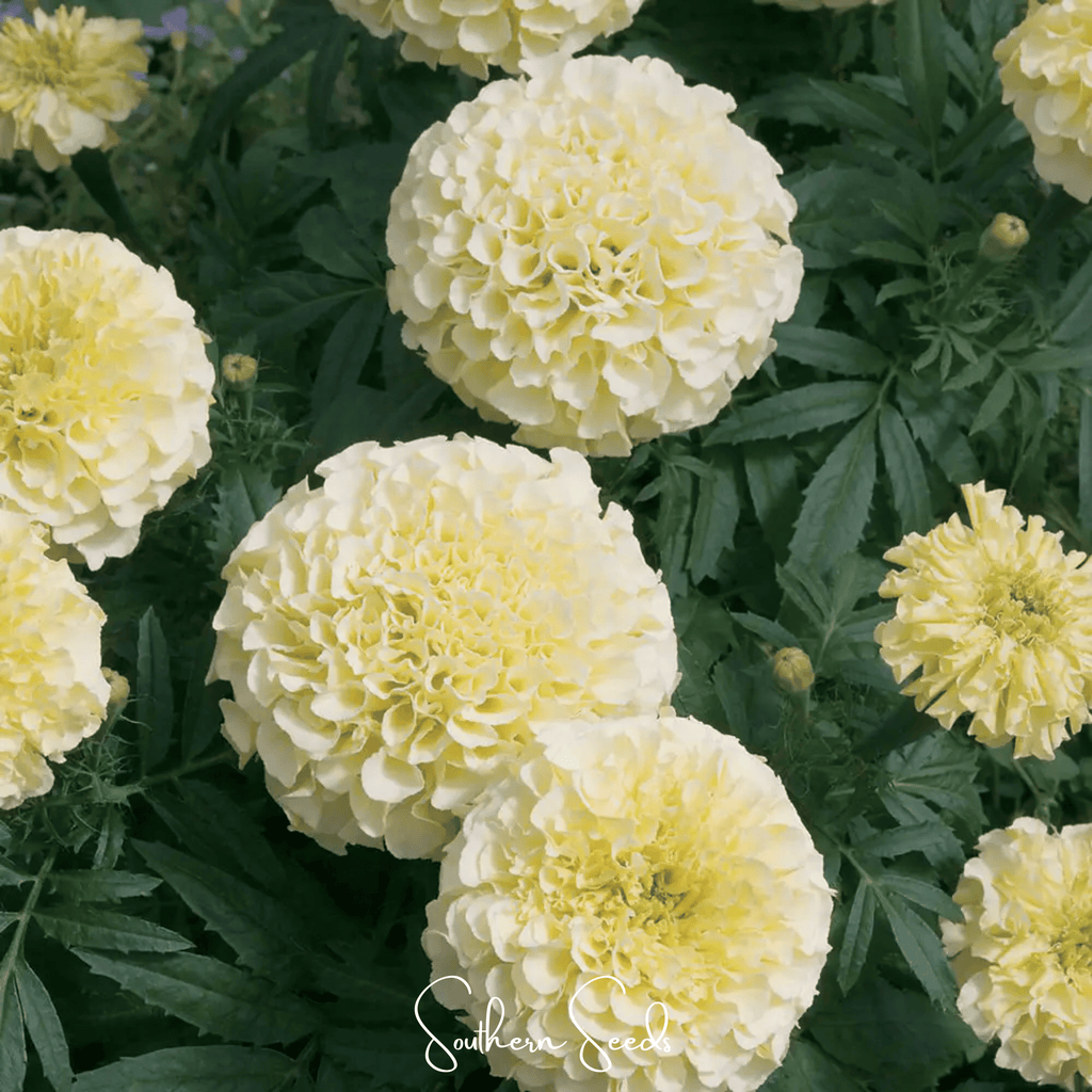 Moonlight African Marigold – 50 Seeds Southern Seeds