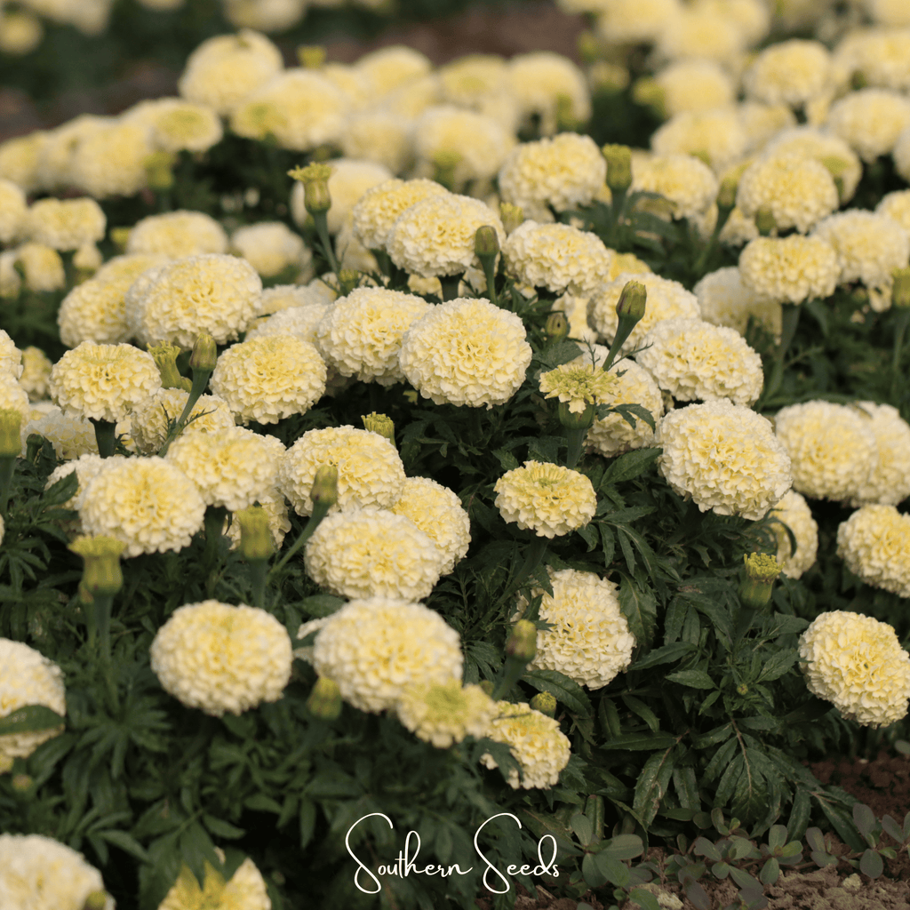 Moonlight African Marigold – 50 Seeds Southern Seeds