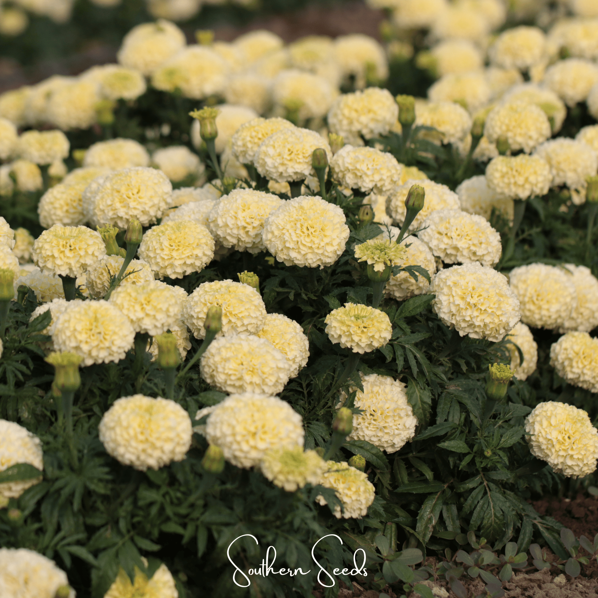 Moonlight African Marigold – 50 Seeds Southern Seeds