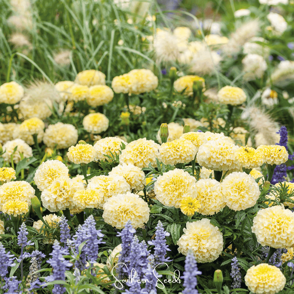 Moonlight African Marigold – 50 Seeds Southern Seeds