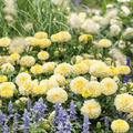 Moonlight African Marigold – 50 Seeds Southern Seeds