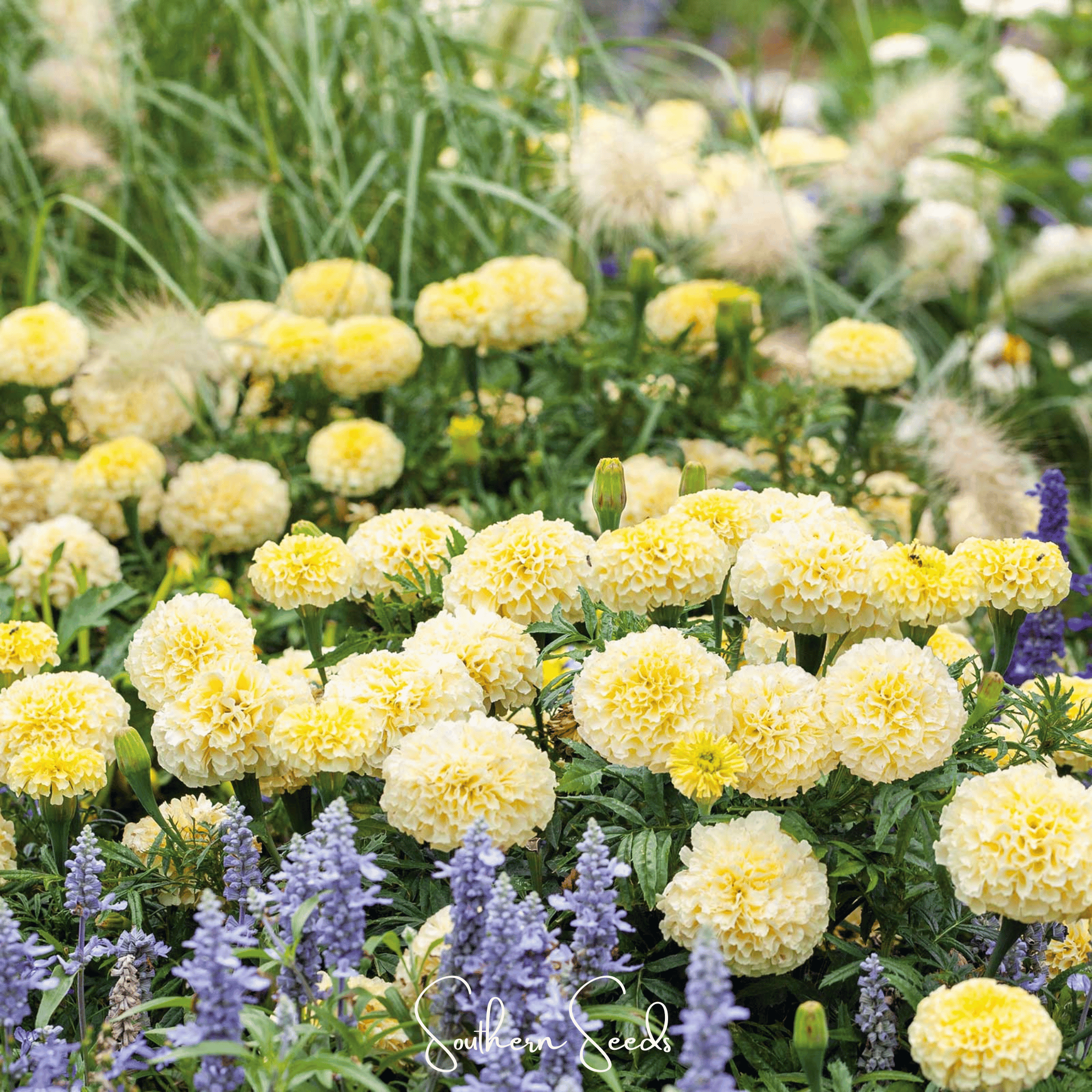 Moonlight African Marigold – 50 Seeds Southern Seeds