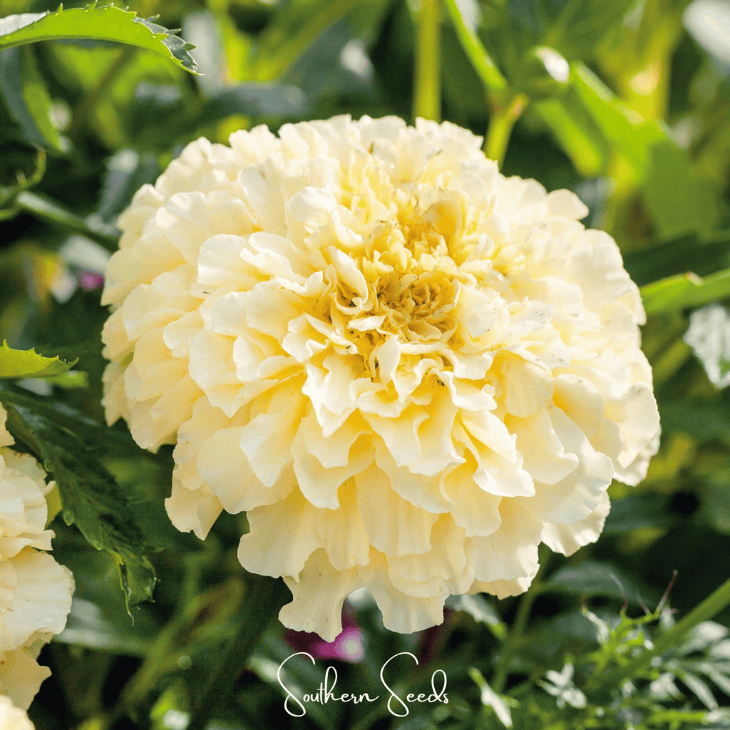 Moonlight African Marigold – 50 Seeds Southern Seeds