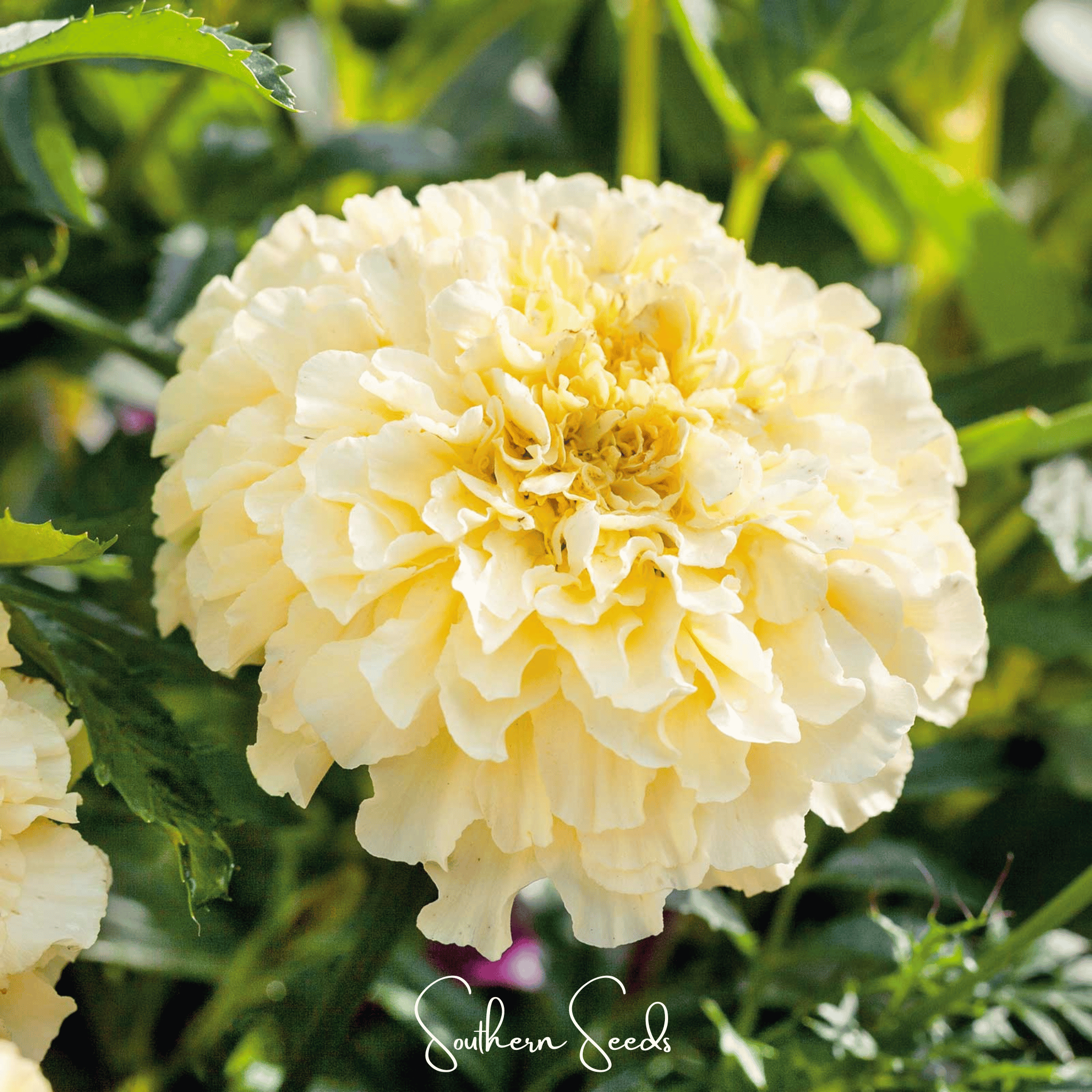Moonlight African Marigold – 50 Seeds Southern Seeds