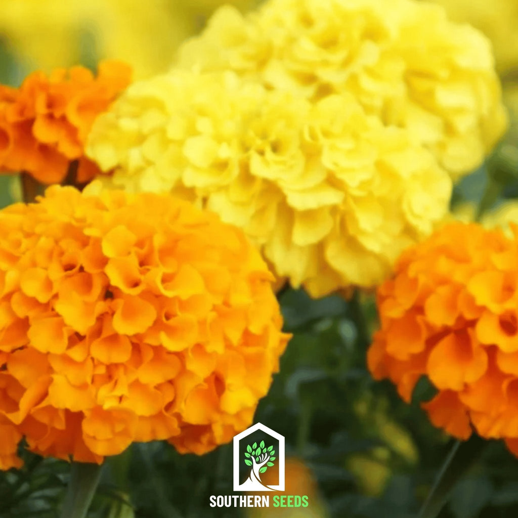 Crackerjack Marigold – 100 Seeds Southern Seeds