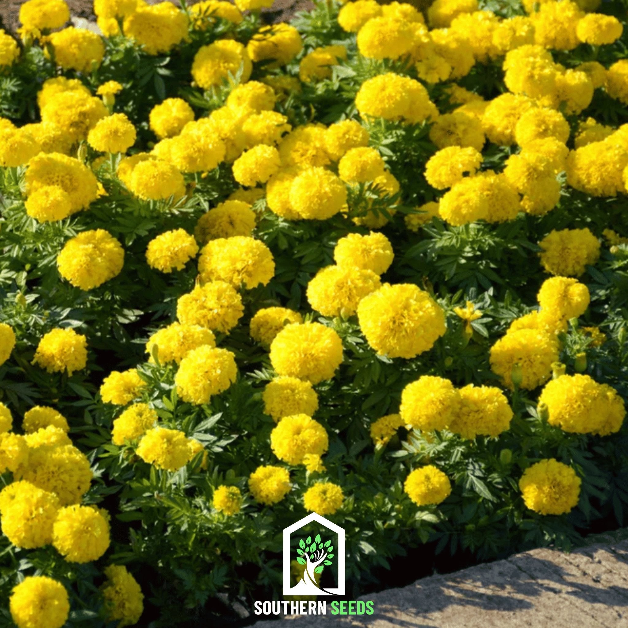 Crackerjack Marigold – 100 Seeds Southern Seeds