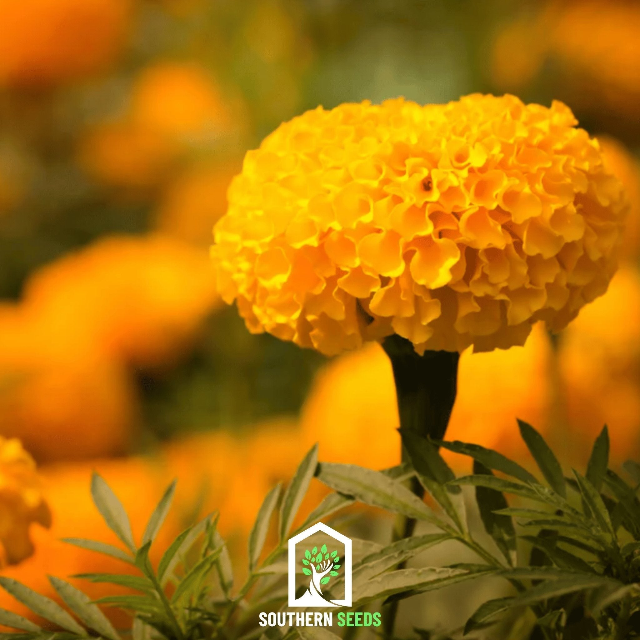 Crackerjack Marigold – 100 Seeds Southern Seeds
