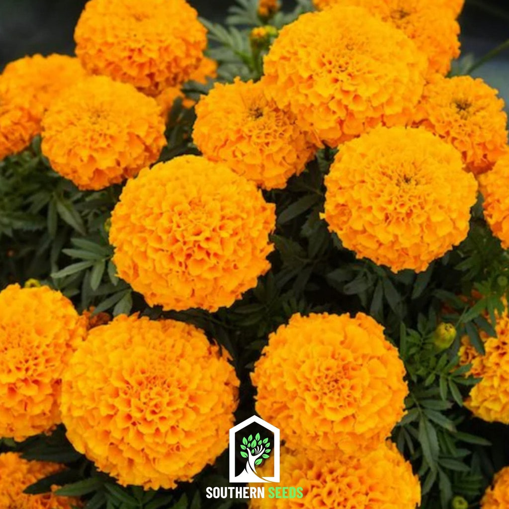 Crackerjack Marigold – 100 Seeds Southern Seeds