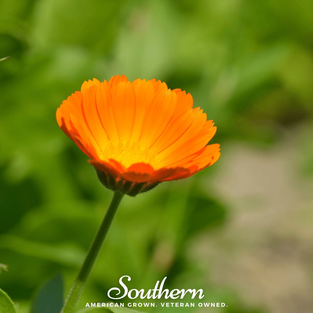 English Marigold – 100 Seeds Southern Seeds