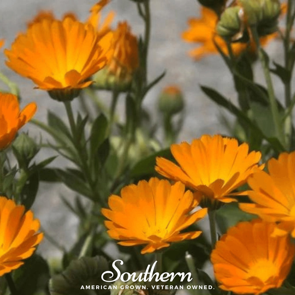 English Marigold – 100 Seeds Southern Seeds