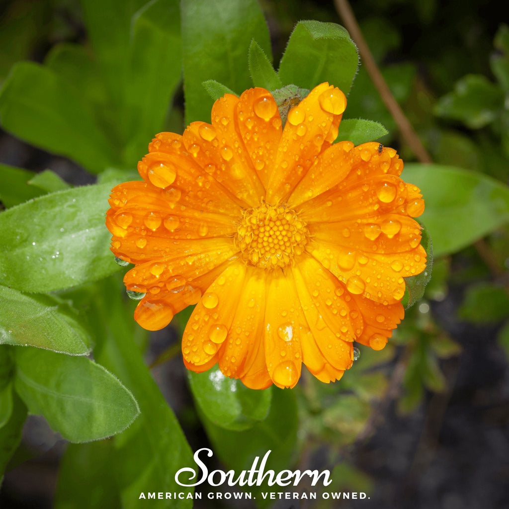 English Marigold – 100 Seeds Southern Seeds