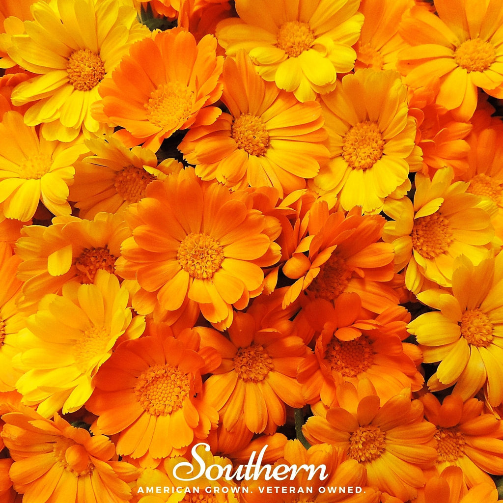English Marigold – 100 Seeds Southern Seeds