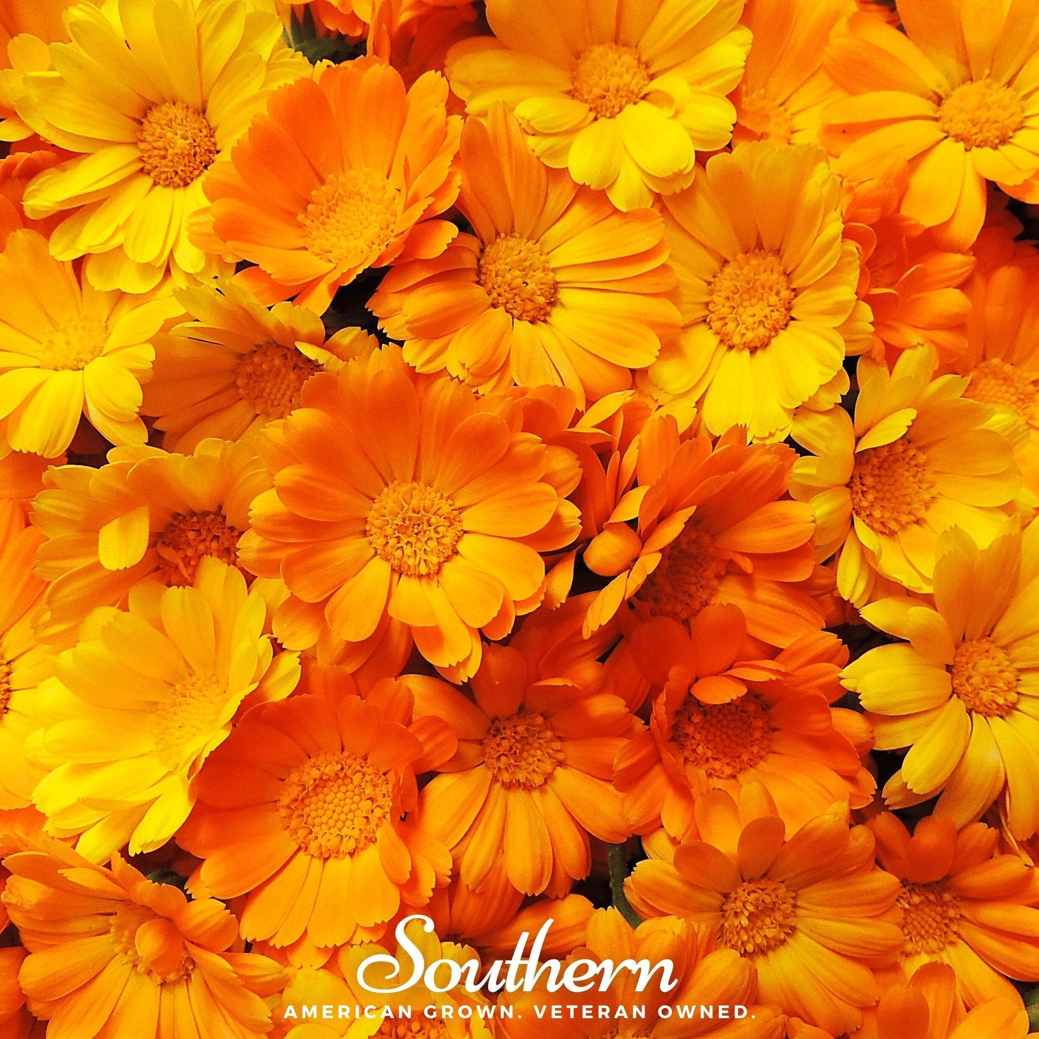English Marigold – 100 Seeds Southern Seeds