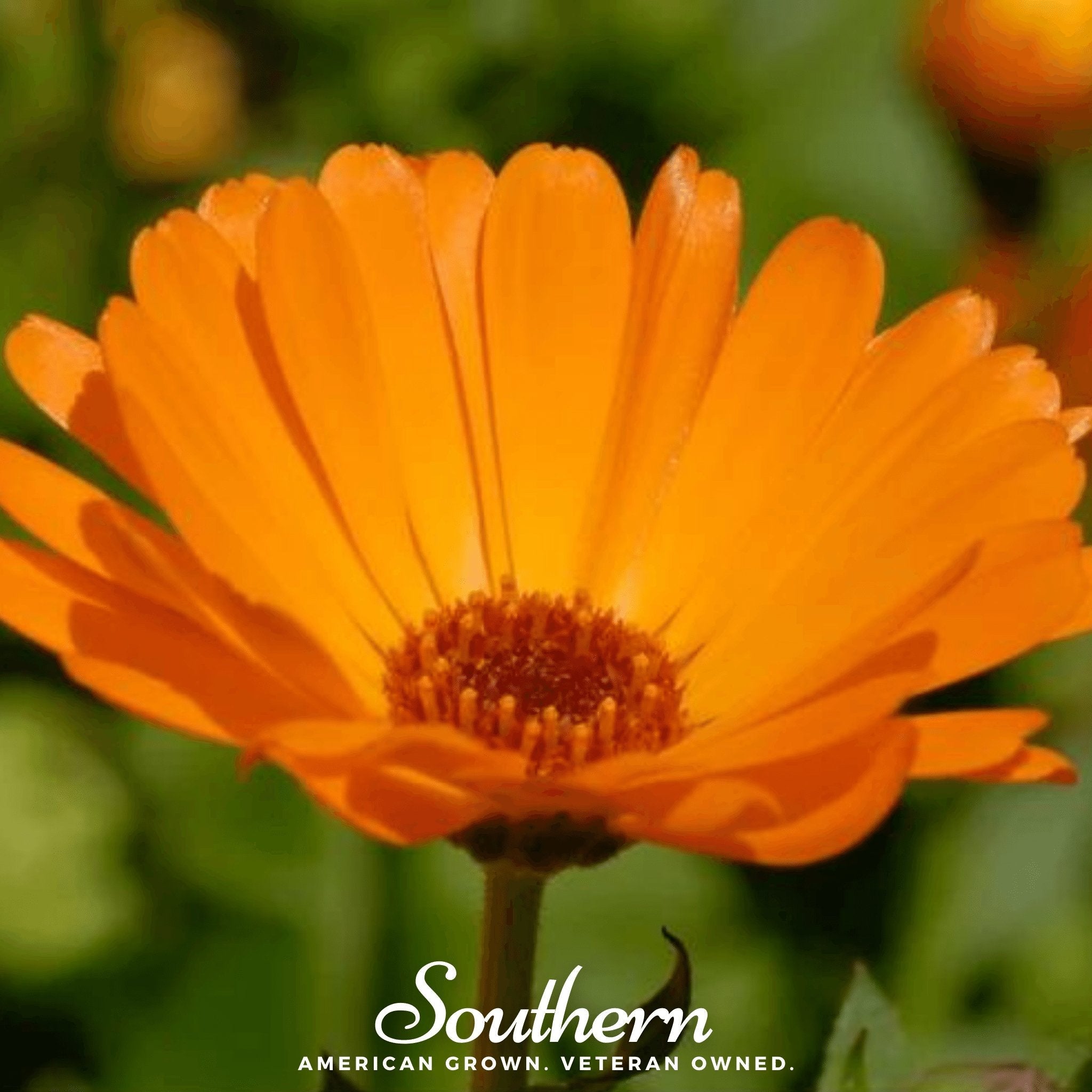 English Marigold – 100 Seeds Southern Seeds