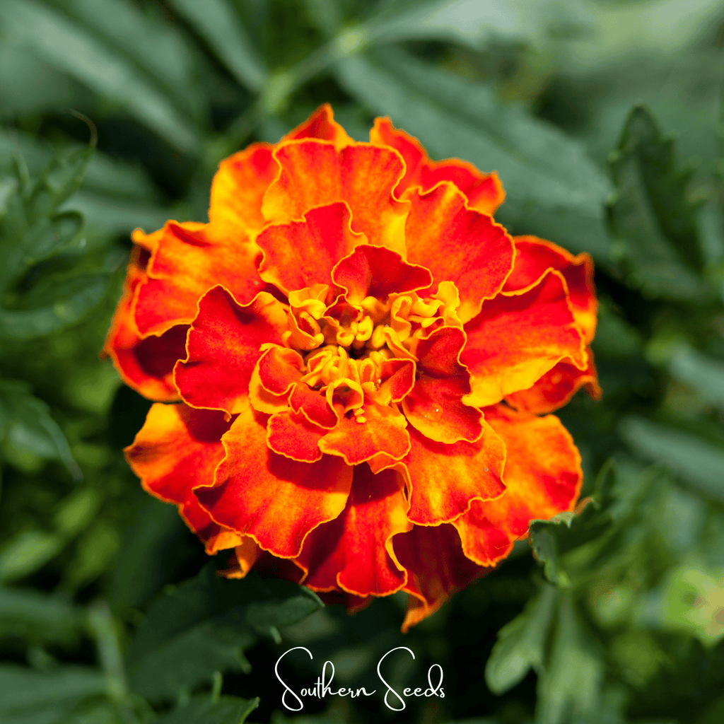 Bolero French Marigold – 50 Seeds Southern Seeds