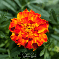 Bolero French Marigold – 50 Seeds Southern Seeds