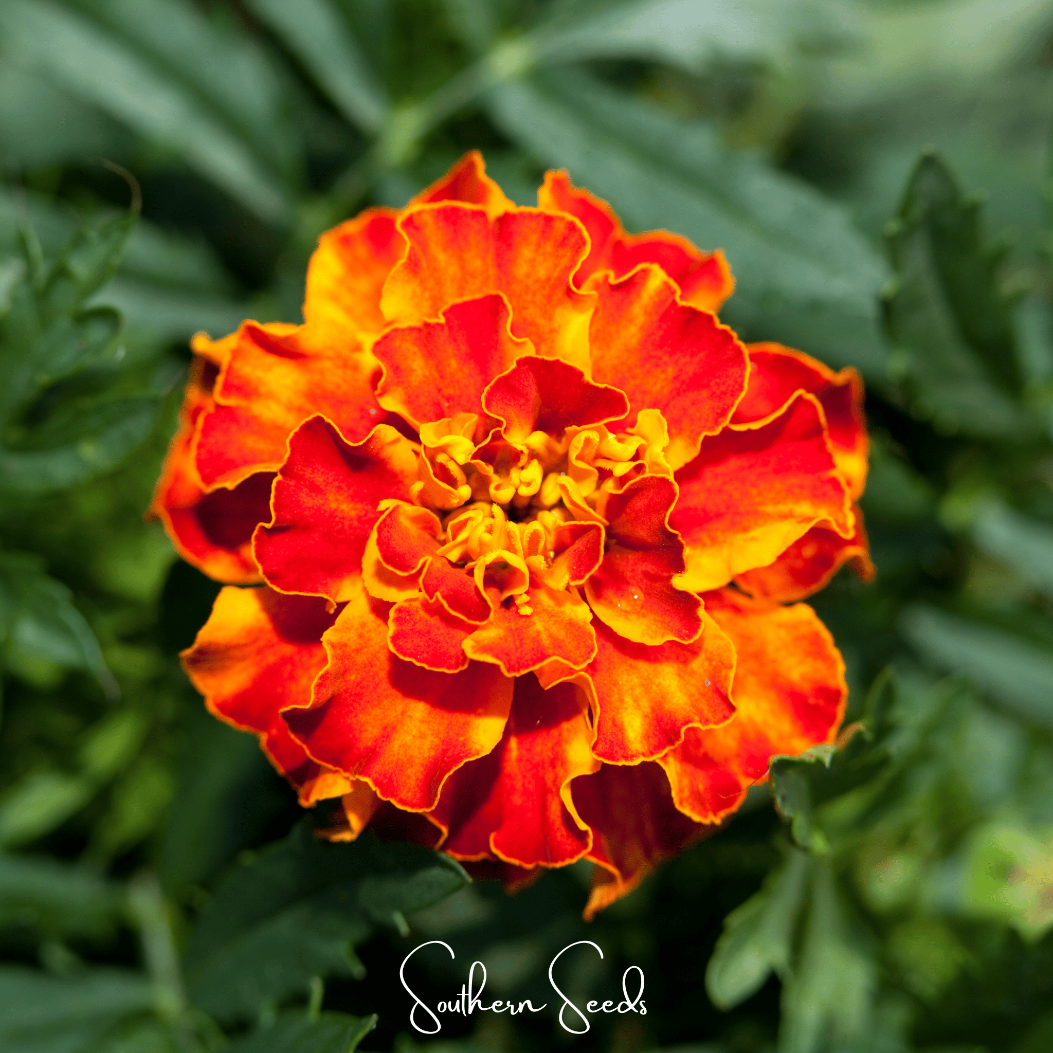 Bolero French Marigold – 50 Seeds Southern Seeds