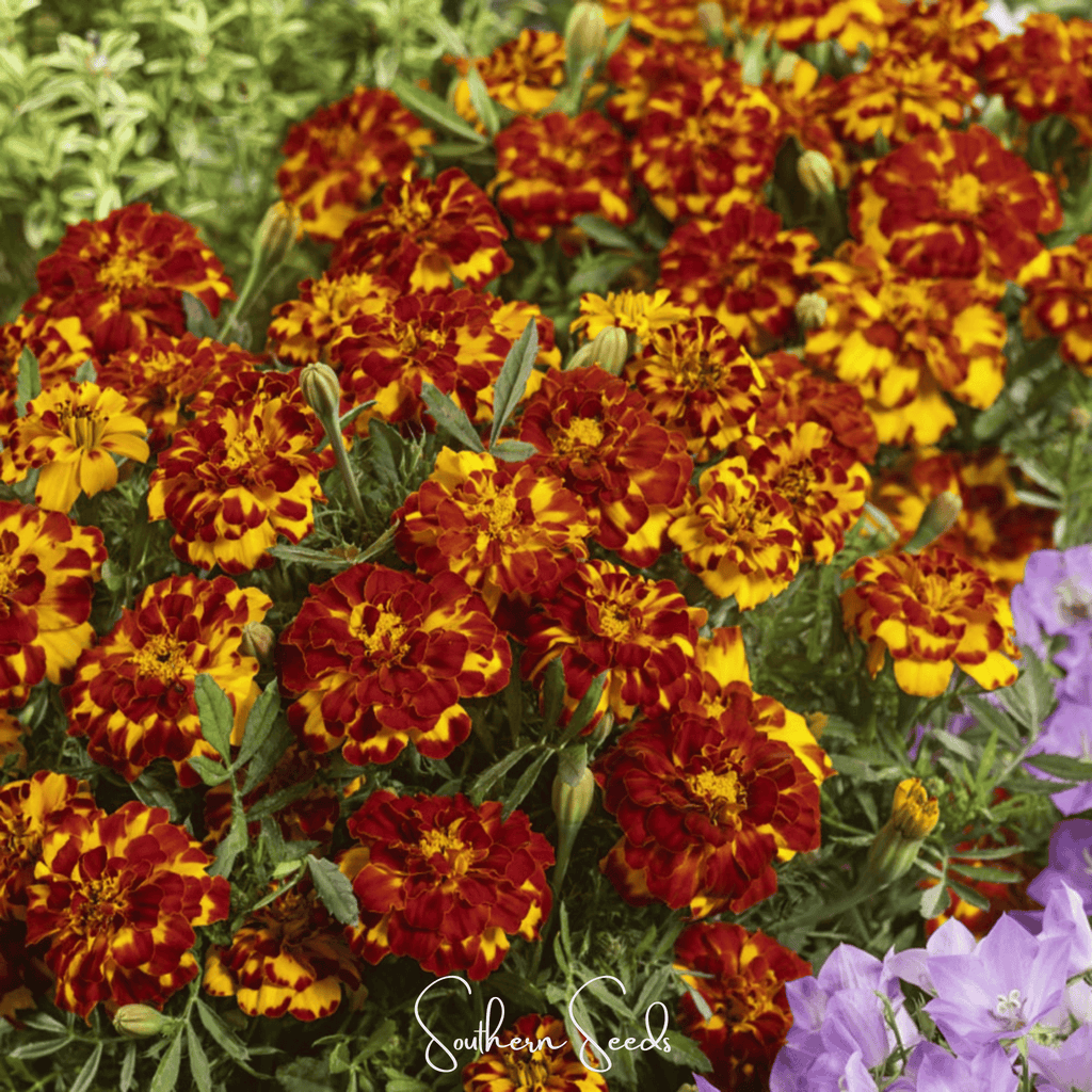 Bolero French Marigold – 50 Seeds Southern Seeds